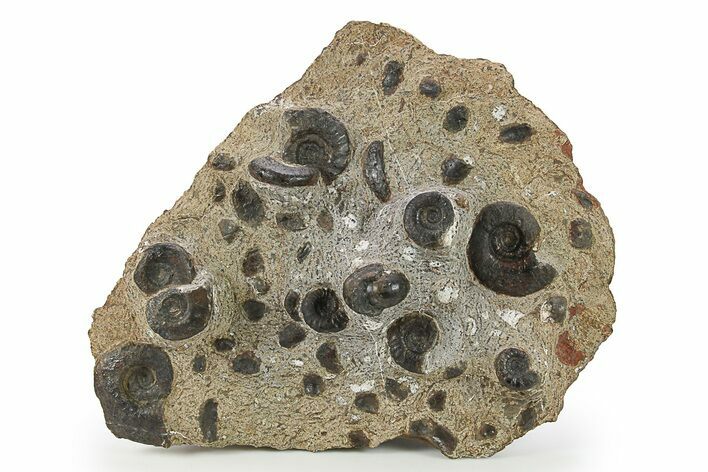 Plate of Devonian Ammonite Fossils - Morocco #291026